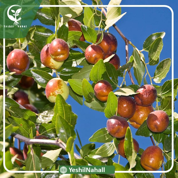 نهال عناب گلابی